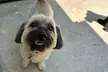 Up to 43% Off on Kennel / Pet Boarding at West Palm Dog - Second Medium