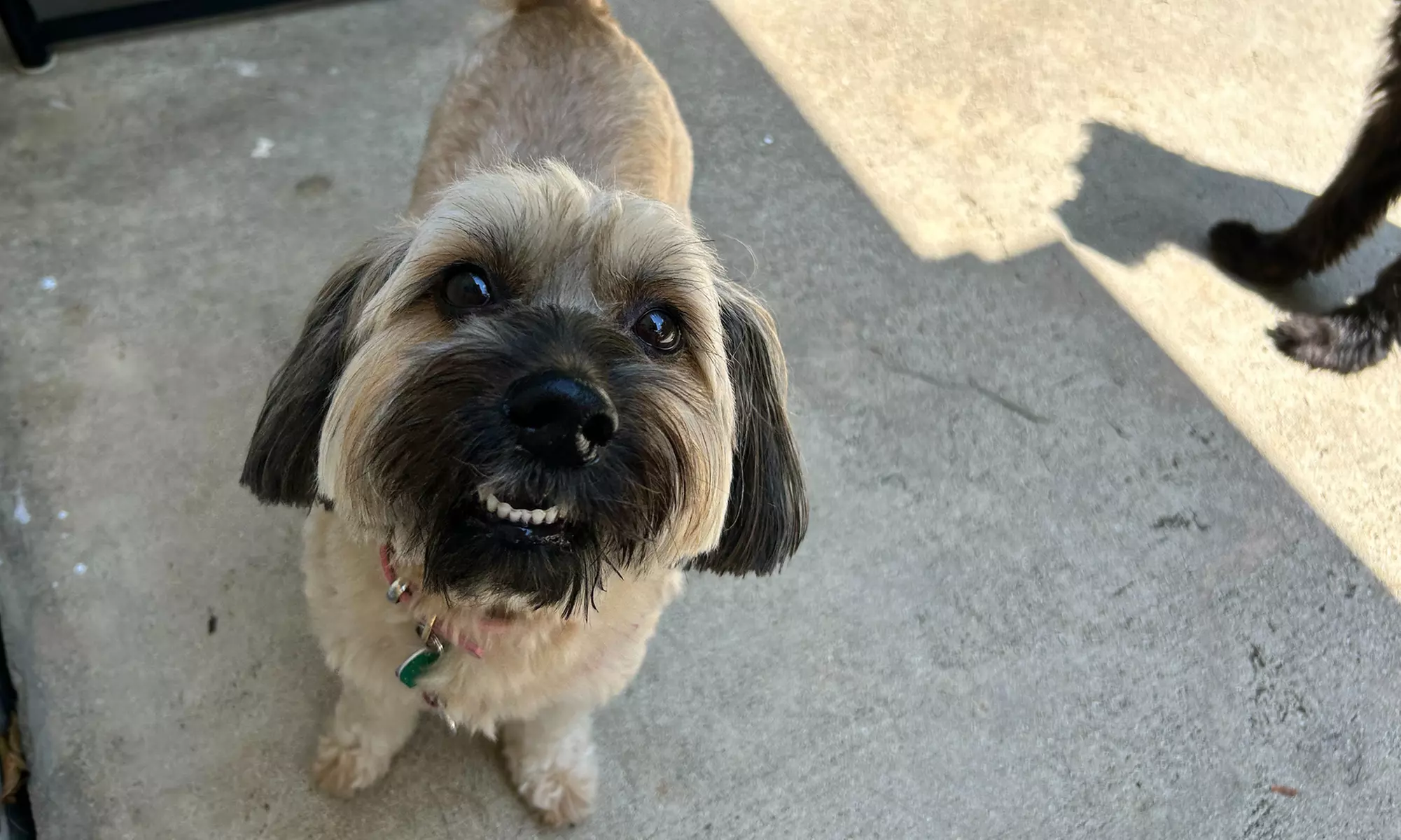 Dog Daycare and Boarding at Licensed Facility for One or Five Days
