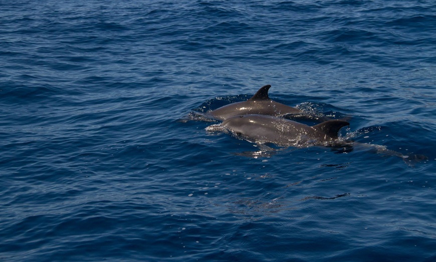 Image 6: Excursión en barco de 2 horas con comida y bebida 