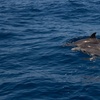 Image 6: Excursión en barco de 2 horas con comida y bebida 