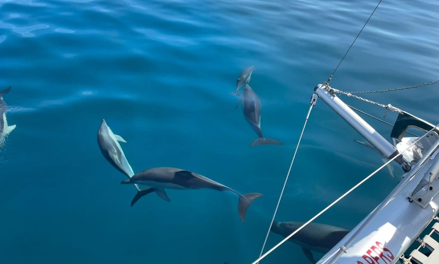 Image 2: Paseo en barco con avistamiento de delfines y bebida para 1 