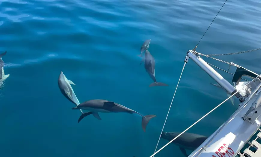 Image 6: Paseo en barco con avistamiento de delfines y bebida para niño/adulto
