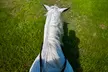 Discover the Joy of One, Two or Four Horseback Riding Lessons for a Child- 60 Min @ Pony Coach (Up to 10%Off) - Second Medium