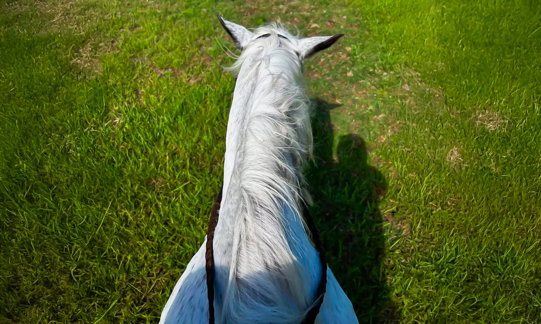 Delve into One, Two or Four Horseback Riding Lessons for a Child