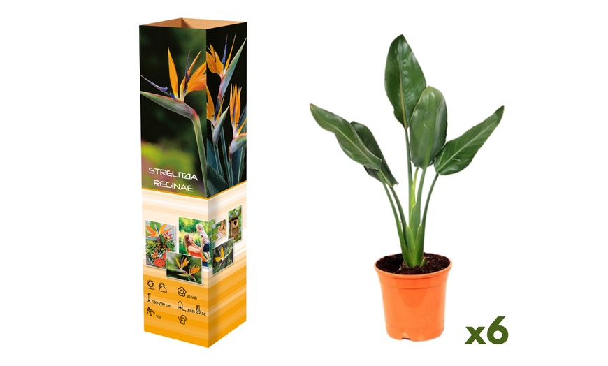 Image 4: Lot de 3 ou 6 fleurs "Oiseaux du paradis"