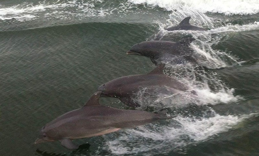 Image 7: Gulf of Mexico Dolphin Cruise: 1.5-2 Hours, Dolphin Sight Guaranteed