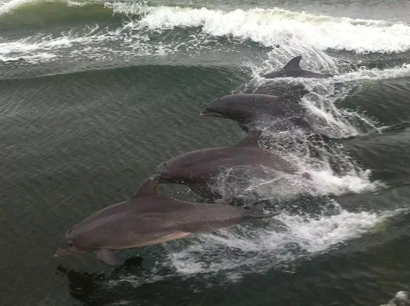 Gulf of Mexico Dolphin Cruise: 1.5-2 Hours, Dolphin Sight Guaranteed