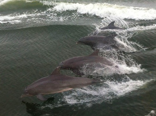 Dolphin