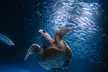 Immerse in a Seas 'n' Greetings Winter Wonderland at Birch Aquarium at Scripps (Save up to 31%) - Second Medium
