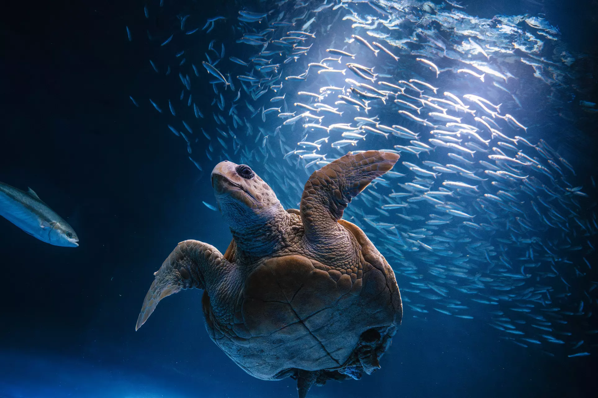 Immerse in a Seas 'n' Greetings Winter Wonderland at Birch Aquarium at Scripps (Save up to 31%)