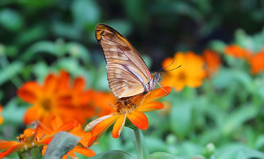 Image 6: Discover Vibrant Colors w/ Dubai Butterfly Garden Pass:1, 2,/ 4 Adults
