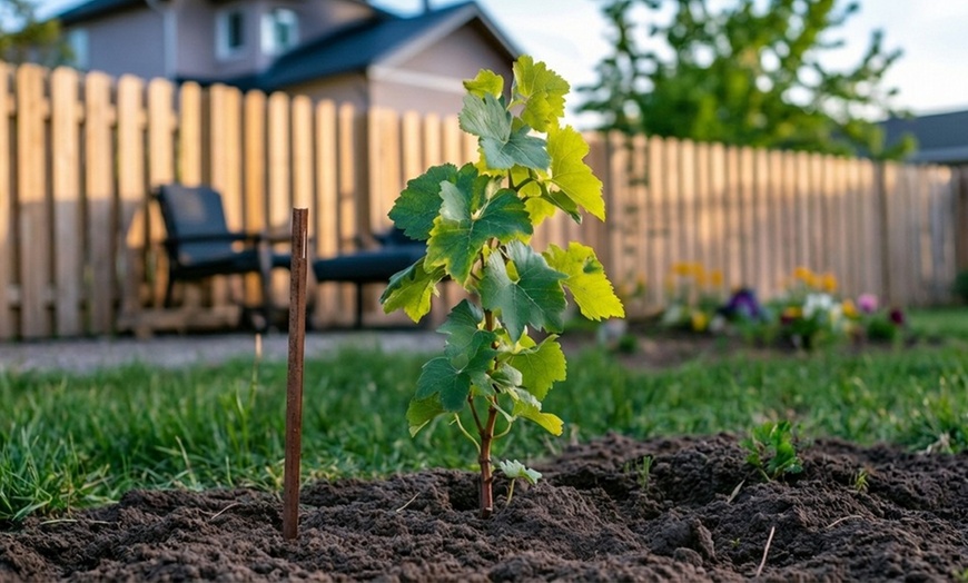 Image 3: Rootz Seedless Grapes: Vanessa, Nero, Himrod, and Mix