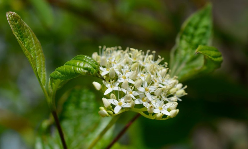 Image 14: Winter Hardy Shrubs - Cornus, Winter Jasmine - Sweet Box