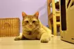 Spend a Cozy Day: Cat Cafe Entry, Drink and Snack for 1, 2, 3 or 4 at The Kit Tea Cafe ( Up to 46% Off ) - Second Medium