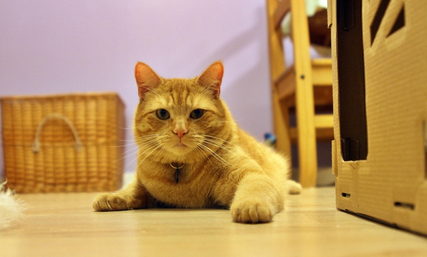 Image 4: Make Memories with Cat Cafe Entry, Drink and Snack for 1, 2, 3 or 4