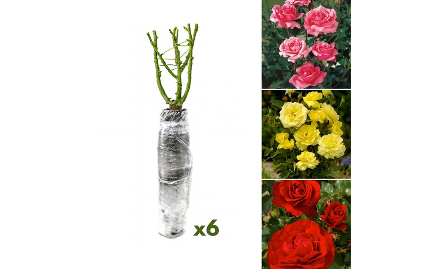 Image 7: Set rose Polyantha