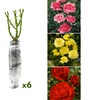 Image 7: Set rose Polyantha