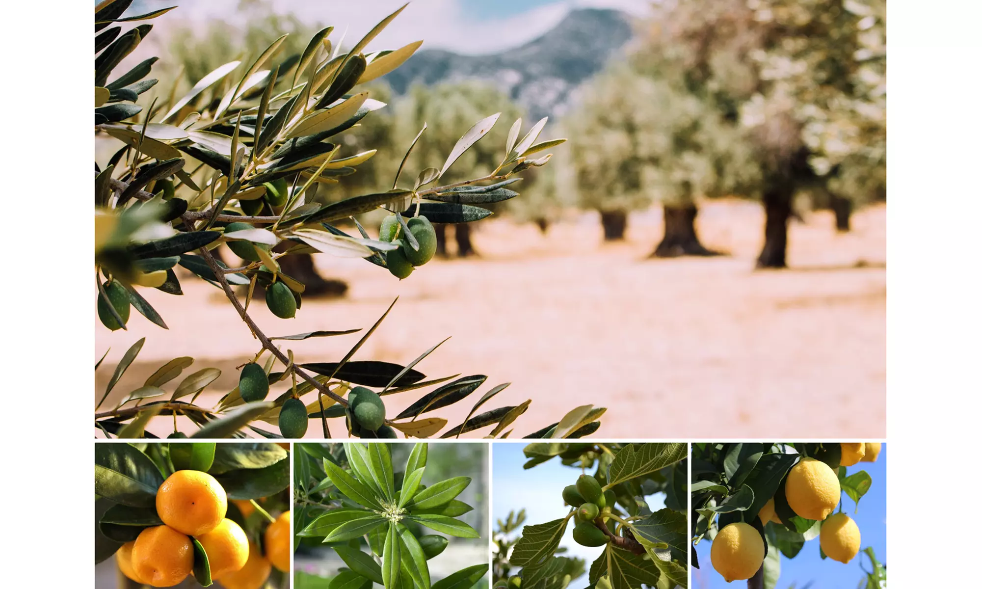 Set di 4 o 8 piante mediterranee