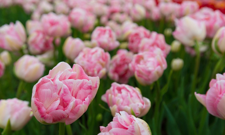 Image 6: Up to 36 Bulbs of Tulip Pastel Mix Collections