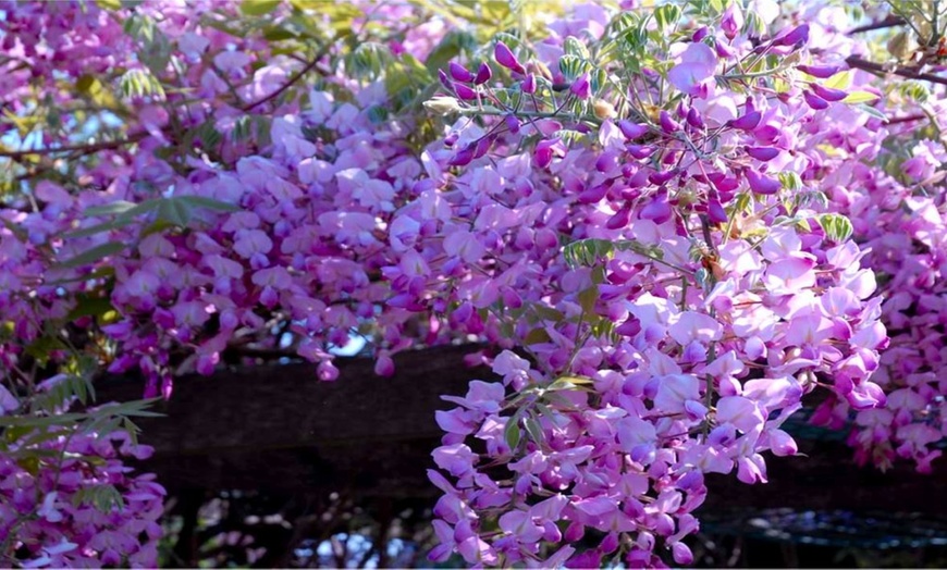 Image 8: Wisteria Plants