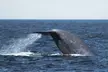 Luxury San Diego Whale Watching Tour - Up to 35% Off with Wild Pacific Whale Watch - Second Medium
