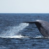 Image 2: Luxury San Diego Whale Watching Tour