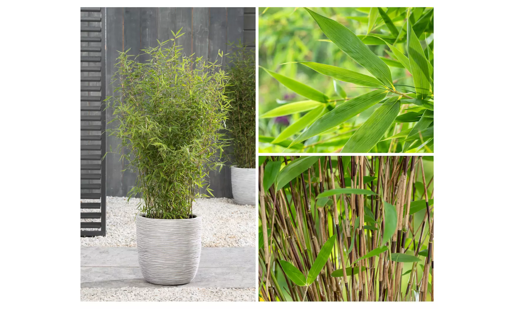 Plant de bambou Fargesia non prolifère