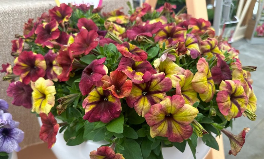 Image 11: Petunia 'Raspberry Shake' / 'Navy Velour' or Pink Pastel 