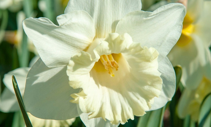 Image 5: Tot 50 Narcissus bloembollen