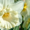 Image 5: Tot 50 Narcissus bloembollen