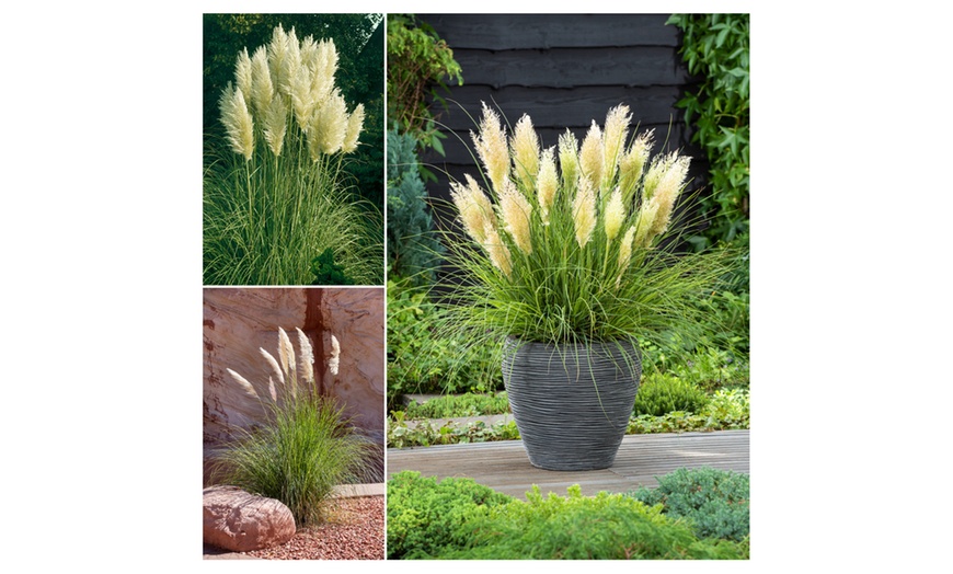 Image 9: 3 ou 6 plantes d'herbe de la pampa