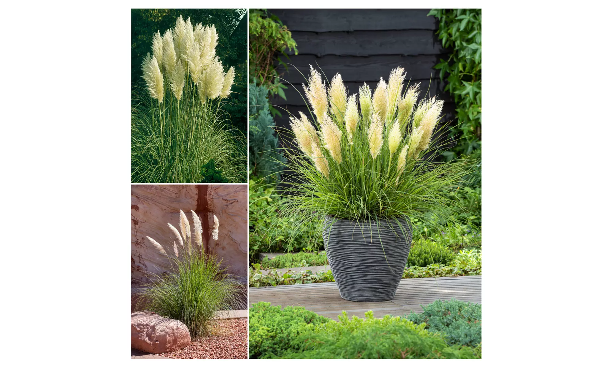 3 ou 6 plantes d'herbe de la pampa