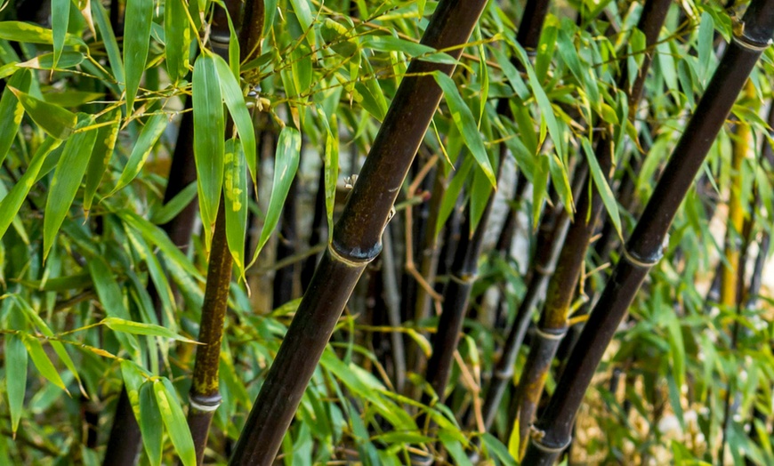 Image 4: Bambous noirs "Black Dragon - Fargesia nitida"