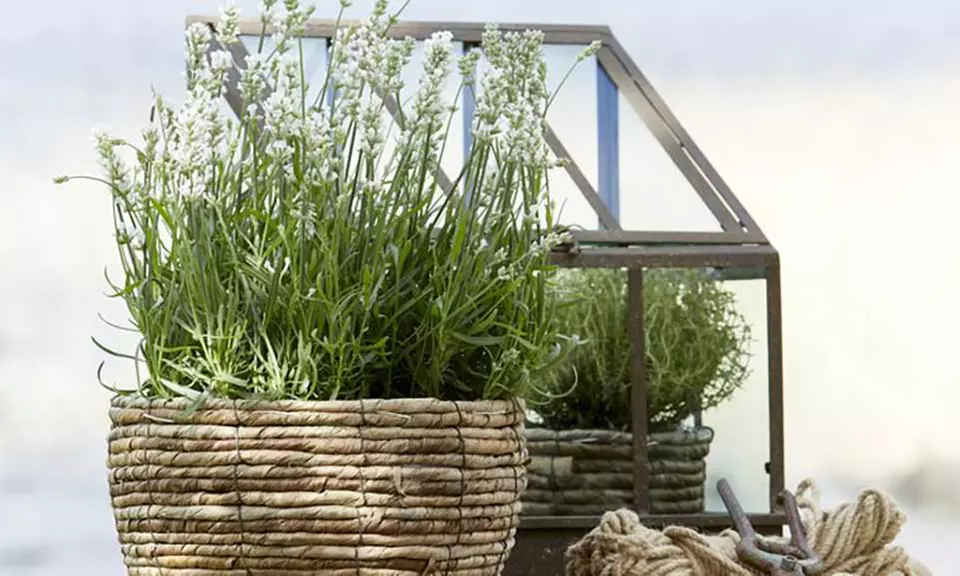 3er-Set Pflanzen-Übertöpfe in Rattan-Optik - Primary Image