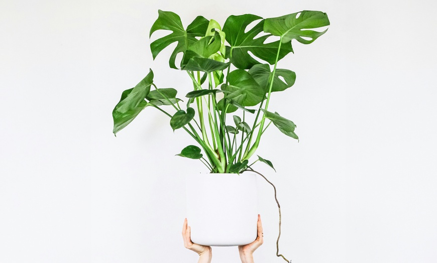 Image 2: Rootz Monstera Deliciosa House Plant