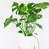 Image 2: Rootz Monstera Deliciosa House Plant