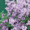 Image 2: Scented Dwarf Lilac Palibin – 2 Potted Plants