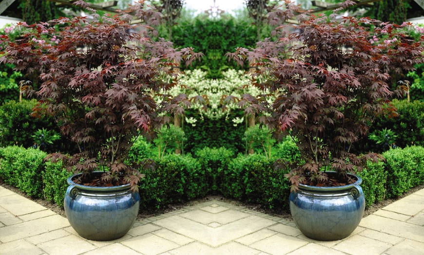 Image 1: Acer Japanese Maple Trees with Optional grey planters