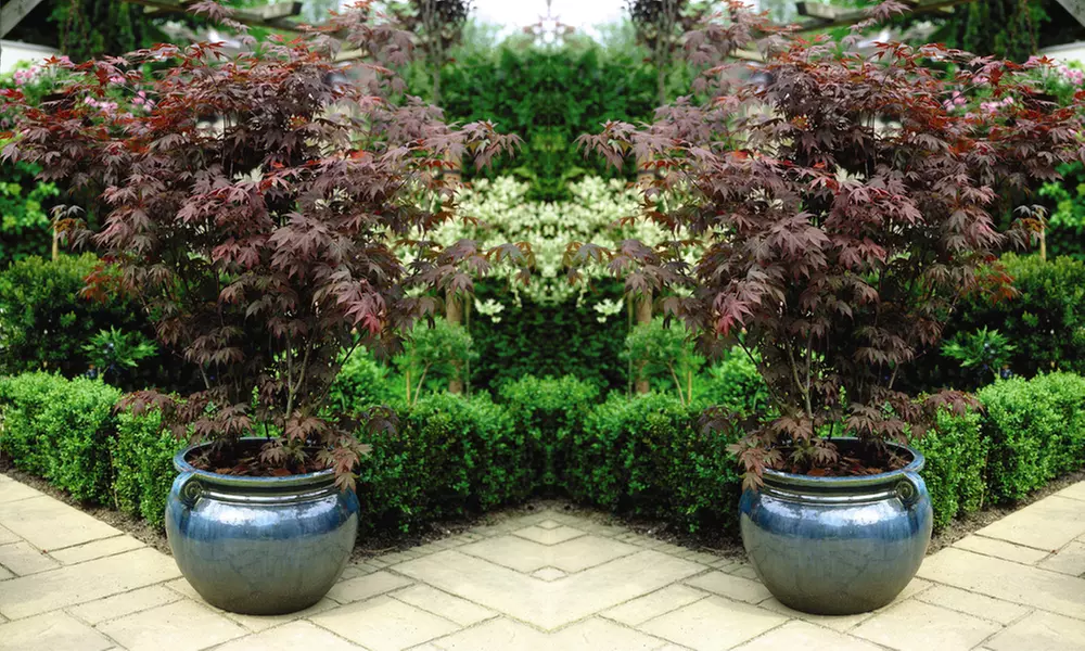 Acer Japanese Maple Trees 1, 2 or 4 Plants with Optional grey planters - Primary Image