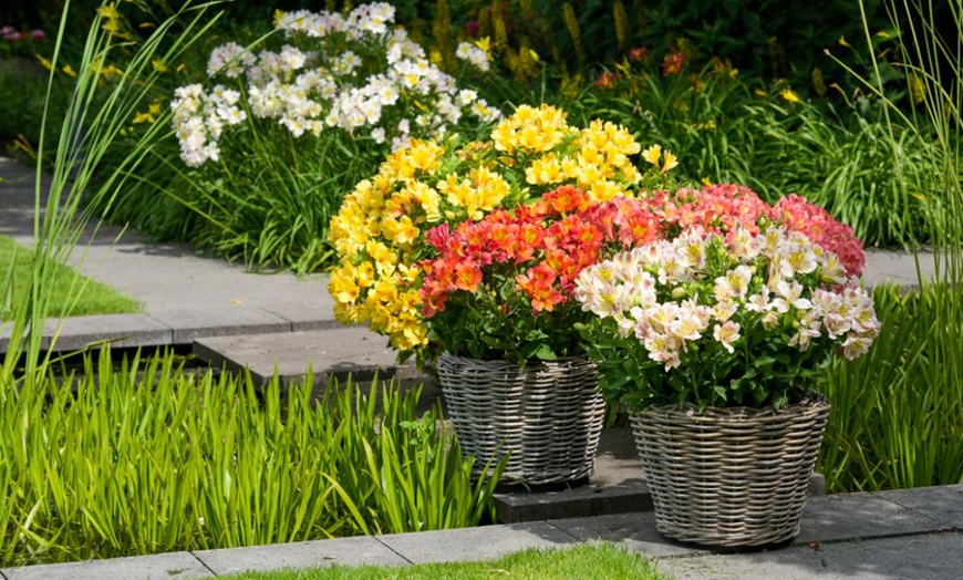 Image 7: Summer Flowering Alstroemeria Collections