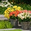 Image 7: Summer Flowering Alstroemeria Collections