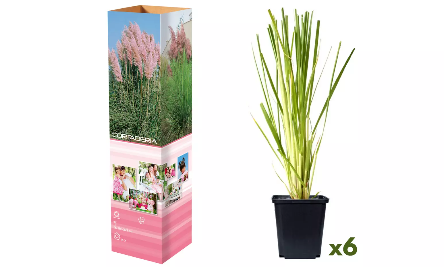 3 of 6 pampasgras planten