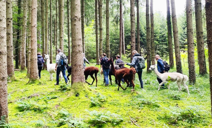 Image 3: Alpaka-Wanderung oder Schnupper-Erlebnis im Stall für 2 - 4 Personen
