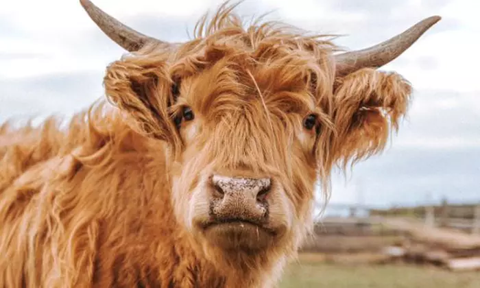 Przygoda w stylu Dzikiego Zachodu: wejście na ranczo dla 2-4 osób