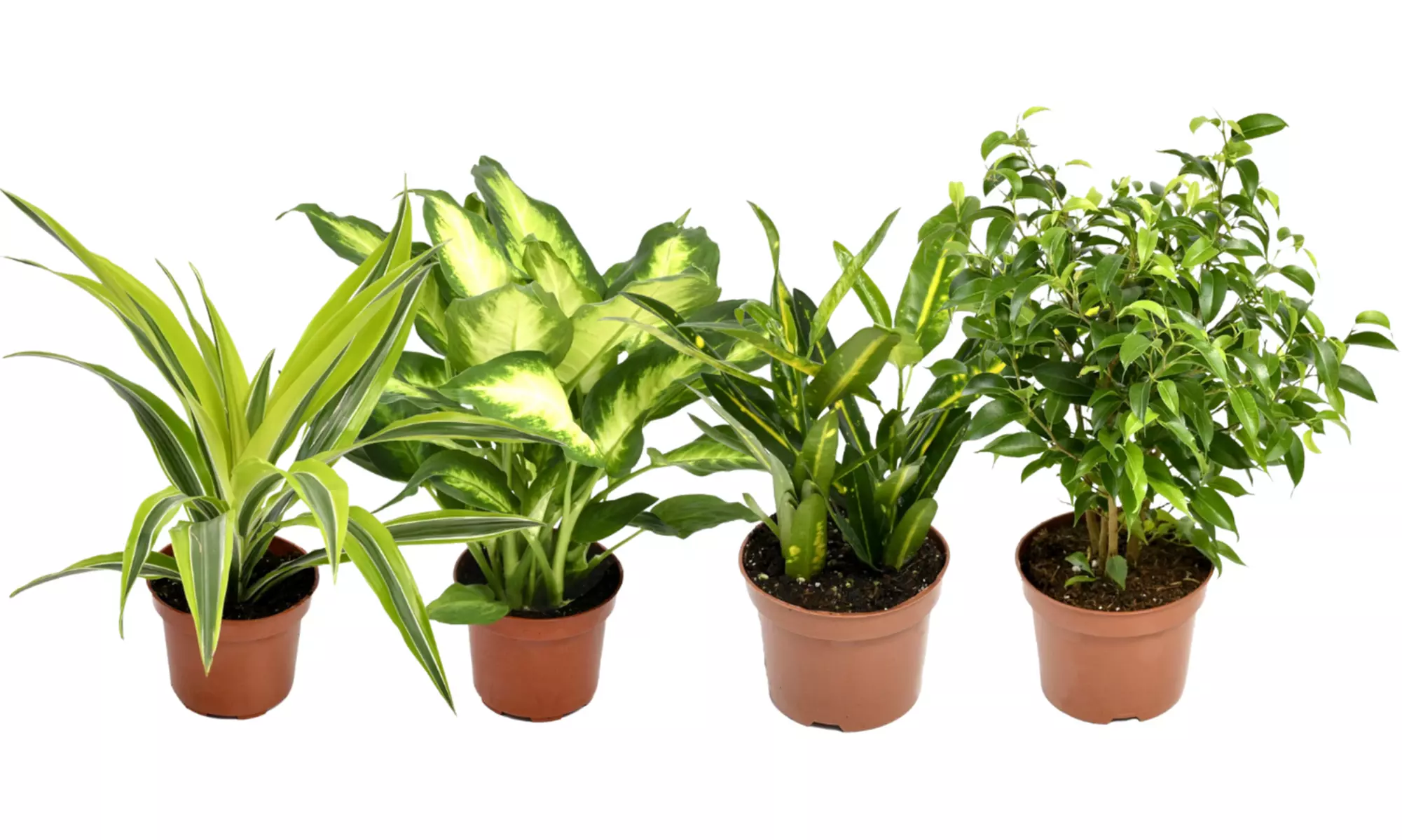 Lot de 4 plantes d'intérieur