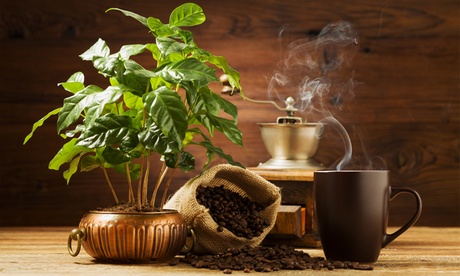 Ensemble 2 ou 4 de plantes de café Coffea Arabica