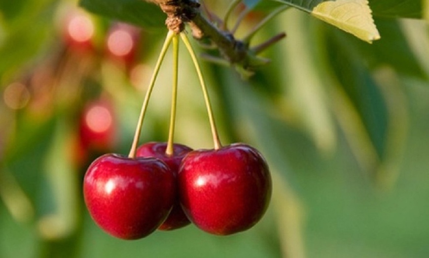 Image 3: Collection of Five Fruit Trees