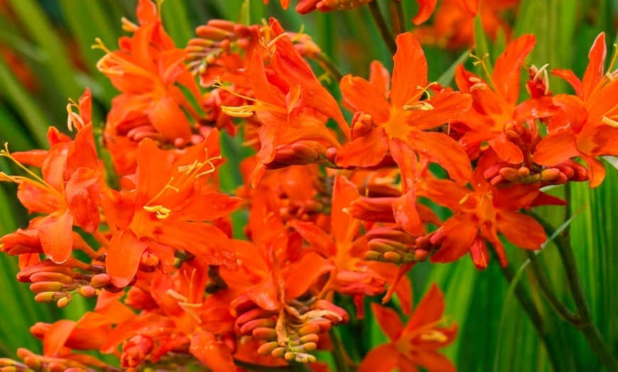 Image 8: Crocosmia 'Lucifer' or 'Spitfire' Bulbs 