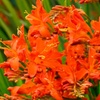 Image 8: Crocosmia 'Lucifer' or 'Spitfire' Bulbs 