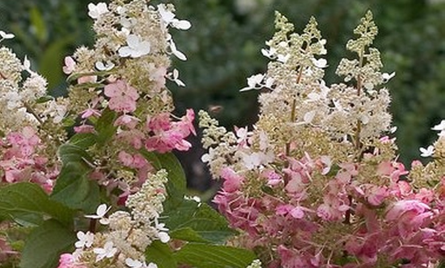 Image 6: Hydrangea Trees - Limelight and Pinky Winky with Free Shipping (Up to 15% Off)